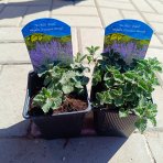 Kocúrnik záhradný (Nepeta x faassenii) ´SIX HILLS GIANT´ - kont. P9